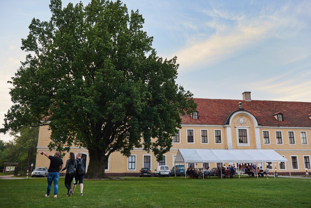 duże drzewo przed pałacem brody