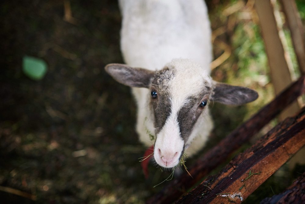 wesele rustykalne przełęcz tąpadła mieszko i jagienka